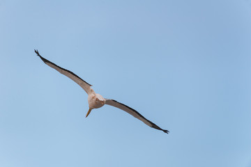 Pelican migration at Viker lookout