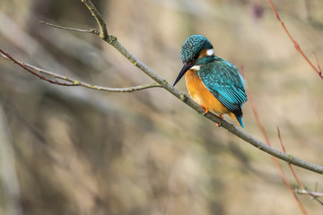 Eisvogel (Alcedo atthis) sitzt auf einem Ast