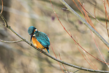 Eisvogel (Alcedo atthis) sitzt auf einem Ast