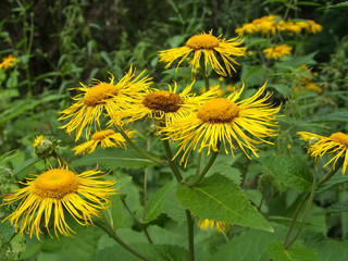 Blossoming Inula high (Inula helenium L. )