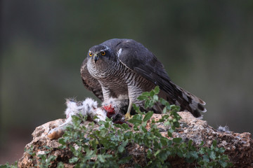 Hunting Eurasian goshawk