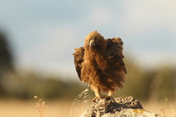 Booted eagle - dark phase