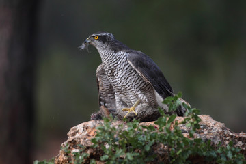 Hunting Eurasian goshawk