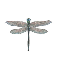 Blue dragonfly on white background isolated. Hand-drawn watercolor illustration.