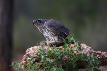 Hunting Eurasian goshawk