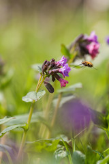 Flowering dark lungwort in spring in natural habitat 