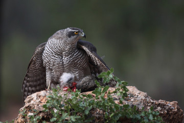 Hunting Eurasian goshawk