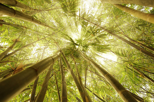 Bamboo trees sunrays concept image meditation enlightenment and zen