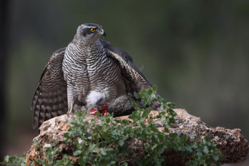 Eurasian goshawk