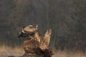 White tailed eagle