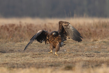 White tailed eagle