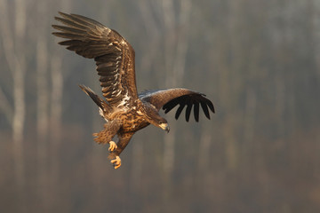 White tailed eagle