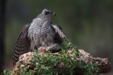 Hunting Eurasian goshawk