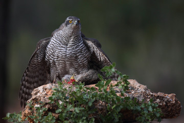 Hunting Eurasian goshawk