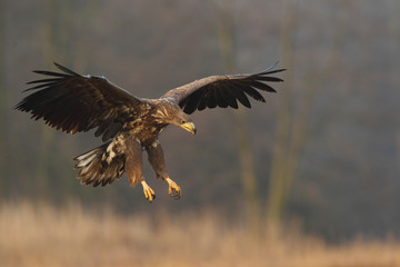 White tailed eagle