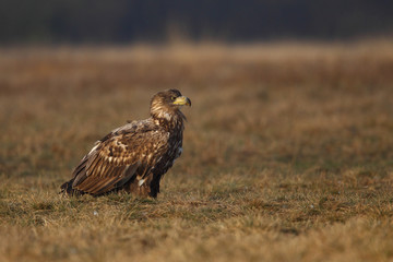 White tailed eagle