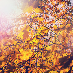 wonderful autumn landscape. majectic trees with colored leaf. retro style. instagram effect. artistic creative image. used as background