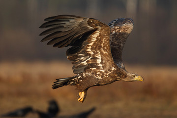 White tailed eagle