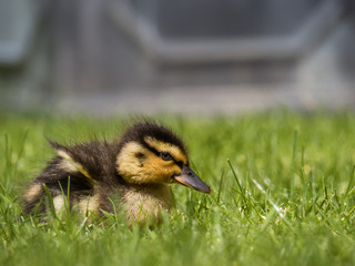 Duckling in grass