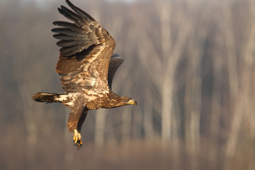 White tailed eagle