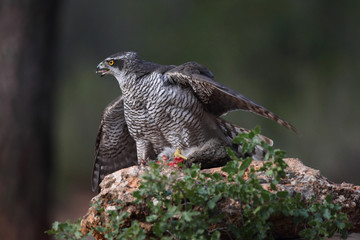 Hunting Eurasian goshawk