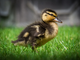 Duckling in grass