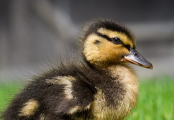 Duckling in grass