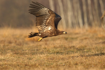 White tailed eagle