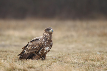 White tailed eagle