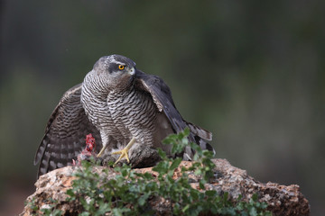 Eurasian goshawk