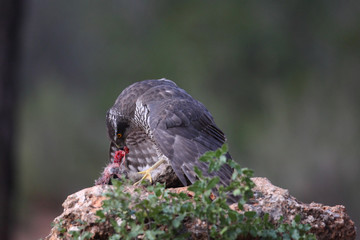 Hunting Eurasian goshawk