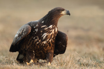 White tailed eagle
