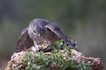 Eurasian goshawk