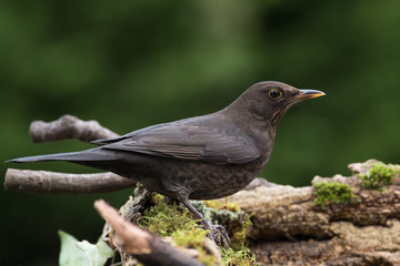Blackbird, Turdus merula