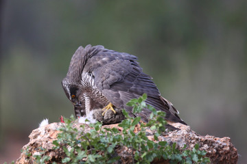 Hunting Eurasian goshawk