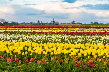 Tulips and windmills in Netherlands, springtime