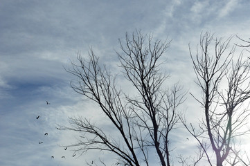 Trees without leaves and sky