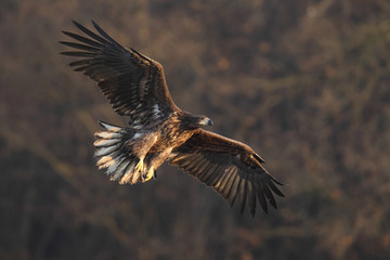 White tailed eagle