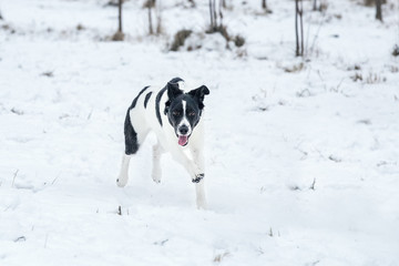 Black and white dog walking in the snow