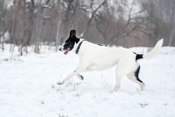 Black and white dog walking in the snow