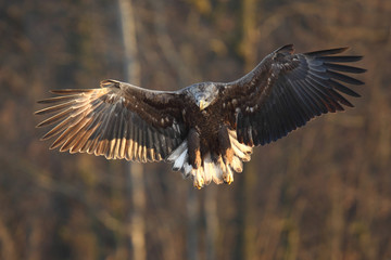White tailed eagle