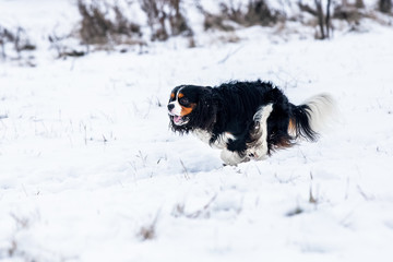 Spaniel dog walking in the snow