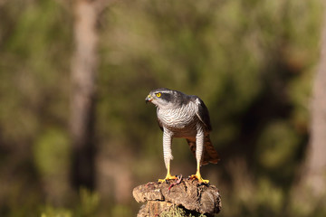 northern goshawk