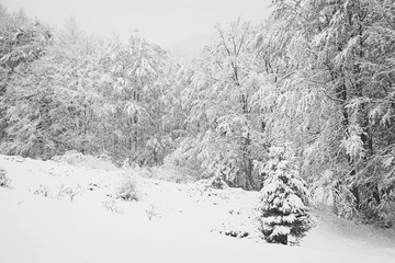 Black and white winter landscape background
