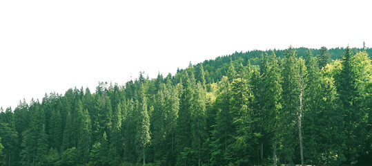 Trees on white background