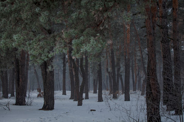 Forest in winter, spruce tree, foggy forest