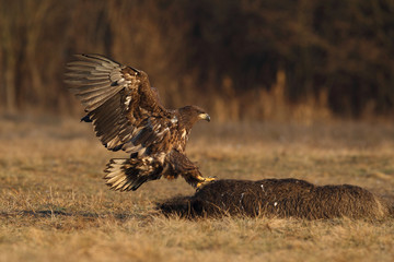 White tailed eagle