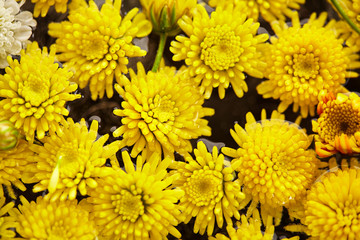 ??hrysanthemum Flowers Pattern