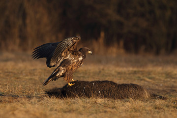 White tailed eagle
