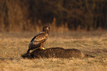 White tailed eagle